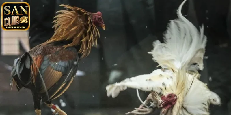 Giới thiệu về đá gà Campuchia SANCLUB