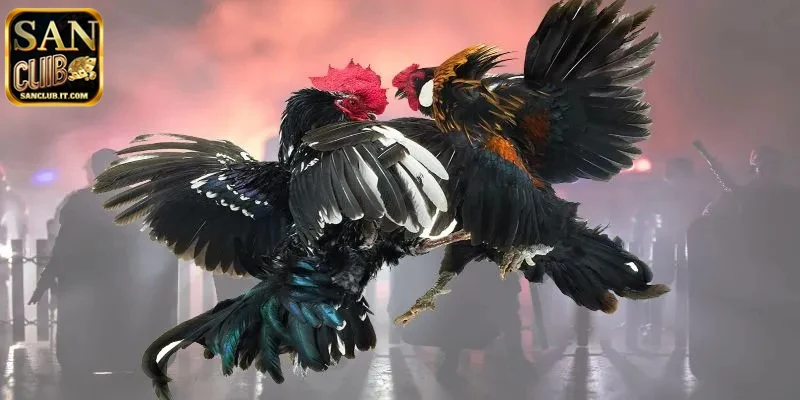 Giới thiệu tổng quan đá gà SANCLUB